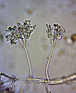 アオカビはキノコと同じ菌類の仲間