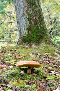 カラマツと共生関係を結ぶハナイグチ