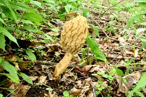 県内産の標本をもとに新種として発表されたヒロメノトガリアミガサタケ