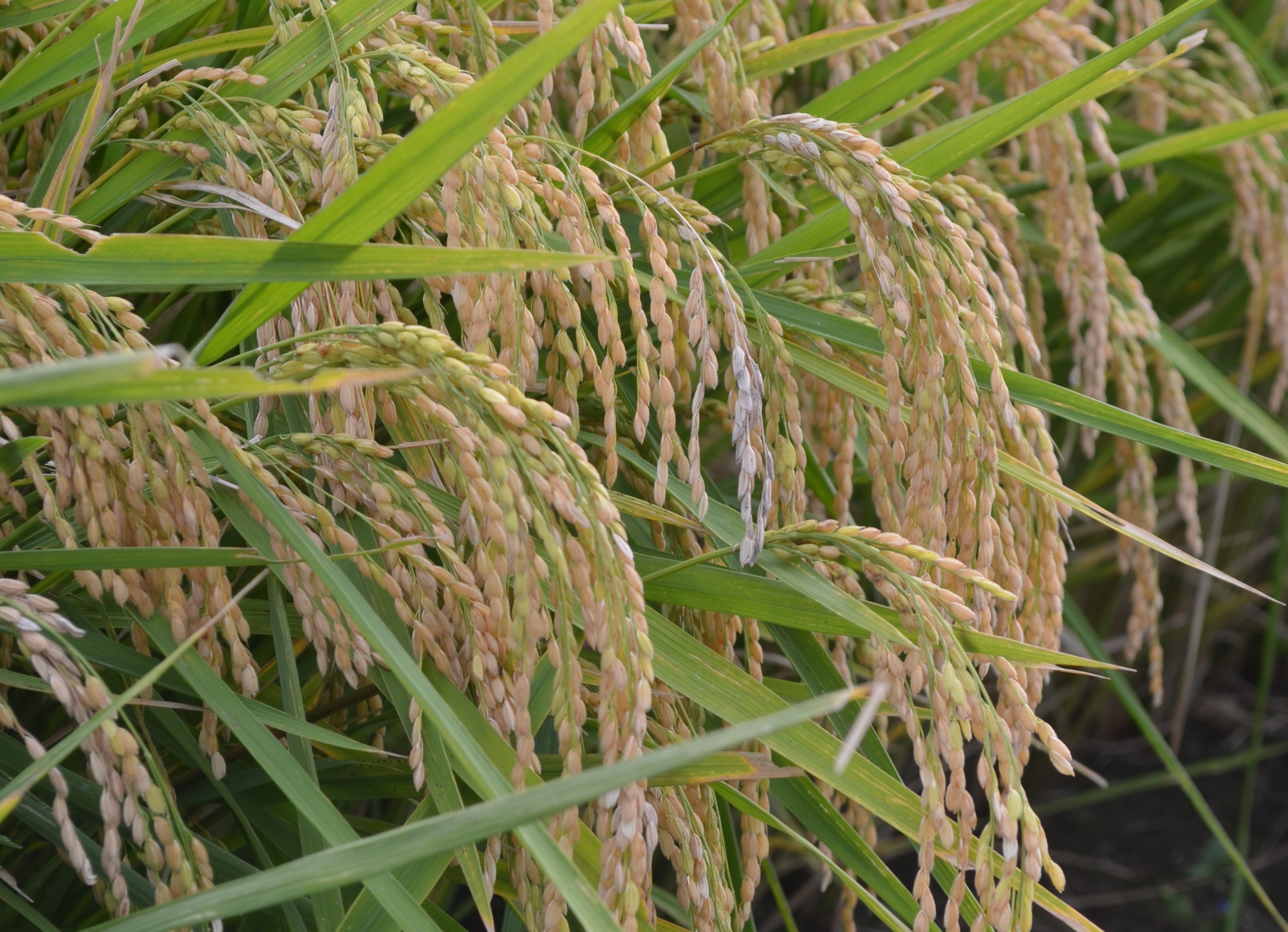 イネ