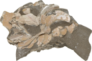 栃木県宇都宮市で発見されたオウムガイの化石