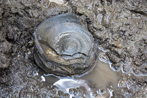 本沼窯跡群須恵器坏出土状況