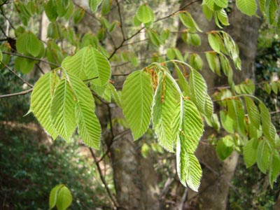 %EF%BD%B2%EF%BE%87%EF%BE%8C%EF%BE%9E%EF%BE%85.jpg