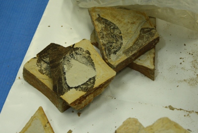 発見された木の葉の化石