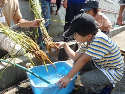 稲の根を比べています。何が違うかな？