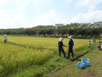 田んぼの大体1㌃(100㎡)が一人が1年間に食べるお米の量です