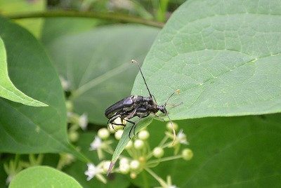 Nikko_Yumoto (7).jpg