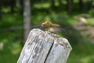 Nikko_Yumoto (9).jpg