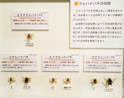 Hanabachi.jpg