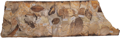テー t 木の葉化石の密集.png