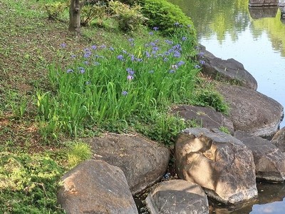 昭和大池・かえで橋の近く.jpg