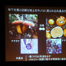学芸員とっておき講座「地下生菌ってなんだろう？～トリュフと