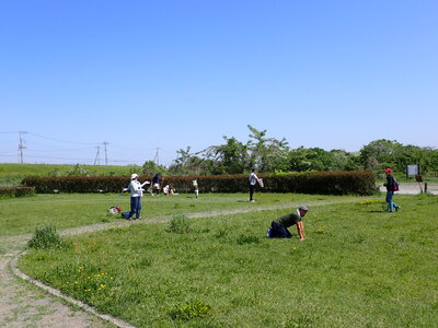 芝地でコガネムシ探し.JPG