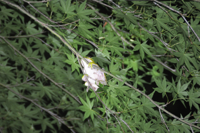 DSC_4049hara.JPG