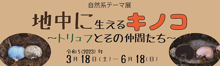 地中に生えるキノコ