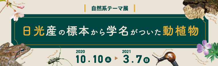日光産の標本から学名がついた
