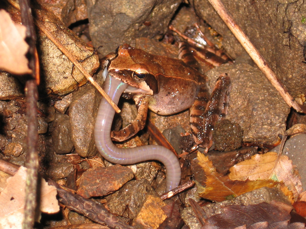ミミズを食べるタゴガエル