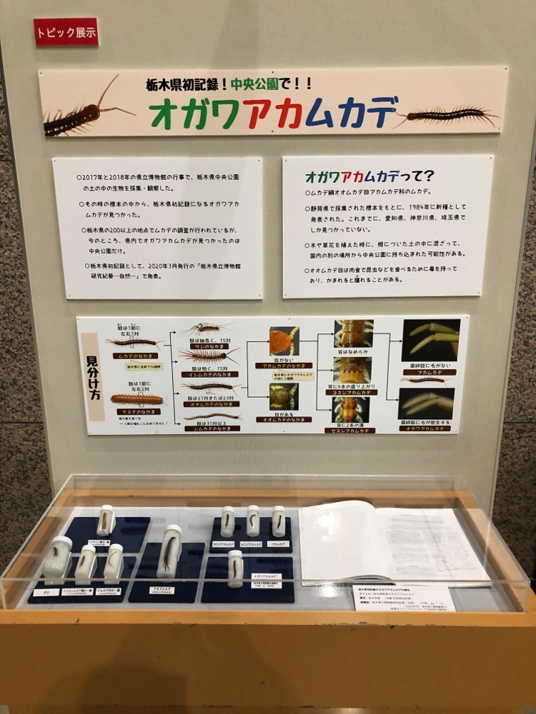 トピック展示「栃木県初記録！中央公園で！！オガワアカムカデ