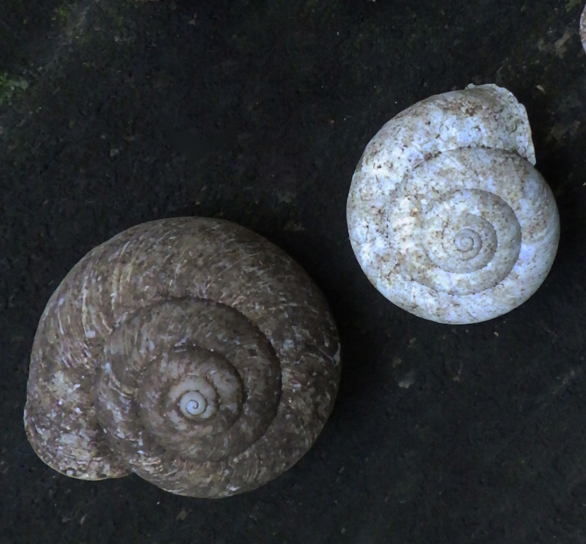 観察会「カタツムリ（陸の貝）を探そう」を開催しました - 栃木県立