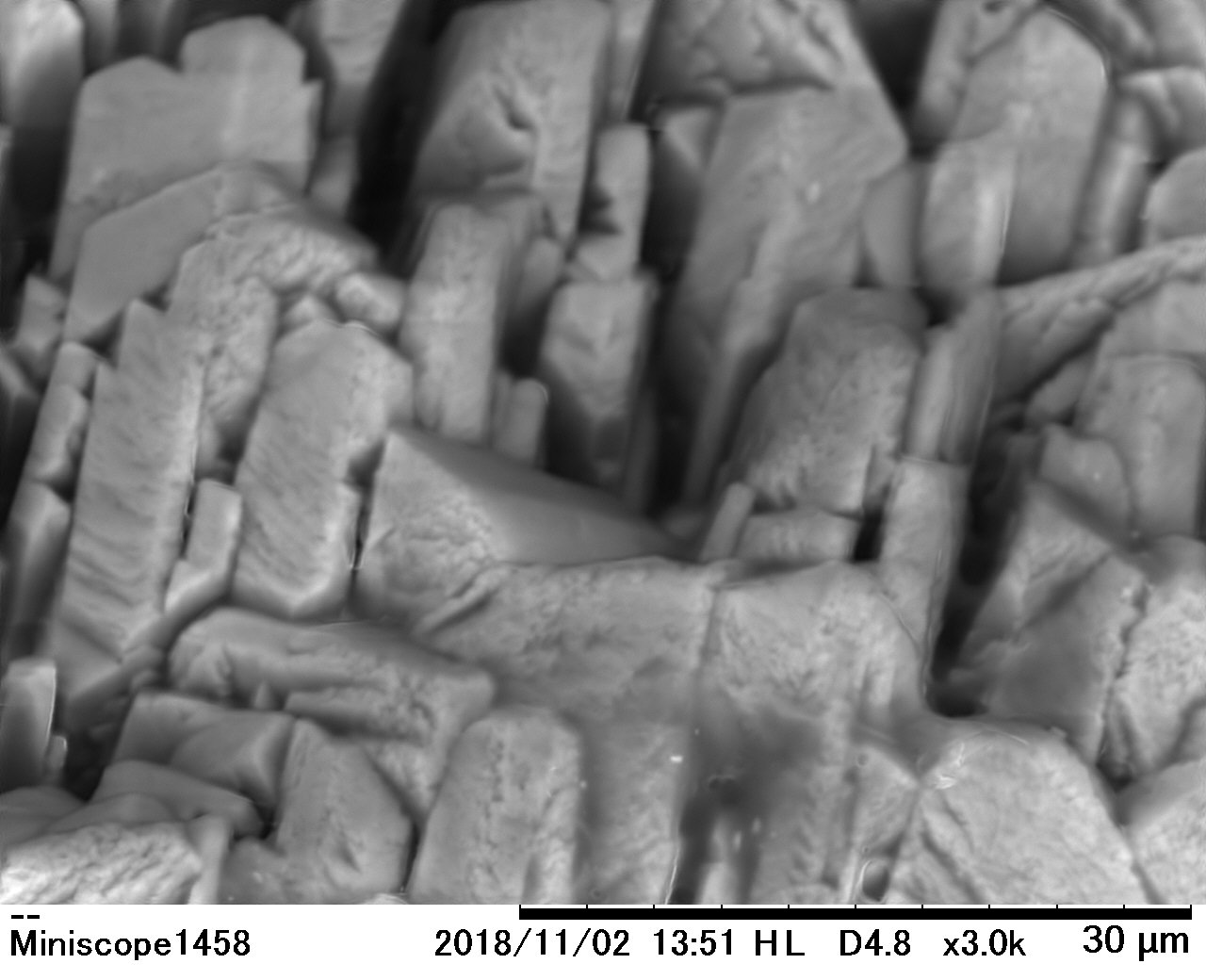 魚の耳石 (じせき)・ウロコ・骨」をミクロ探検しました！ - 栃木県立