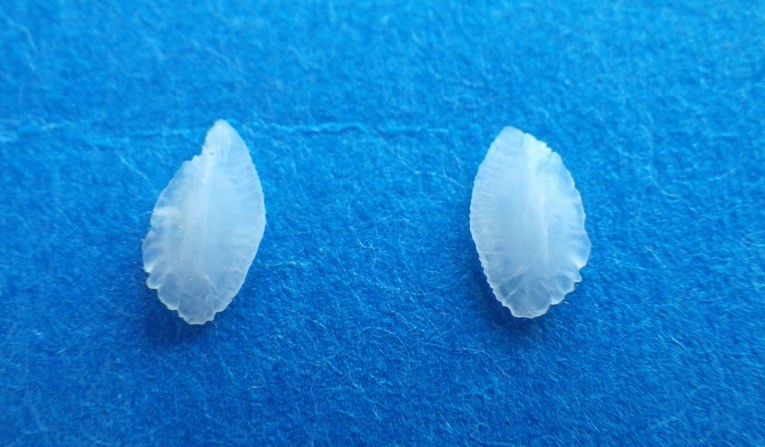 浜辺の骨 耳石 魚の骨 肩甲骨 浜辺の骨 耳石 魚の骨 肩甲骨